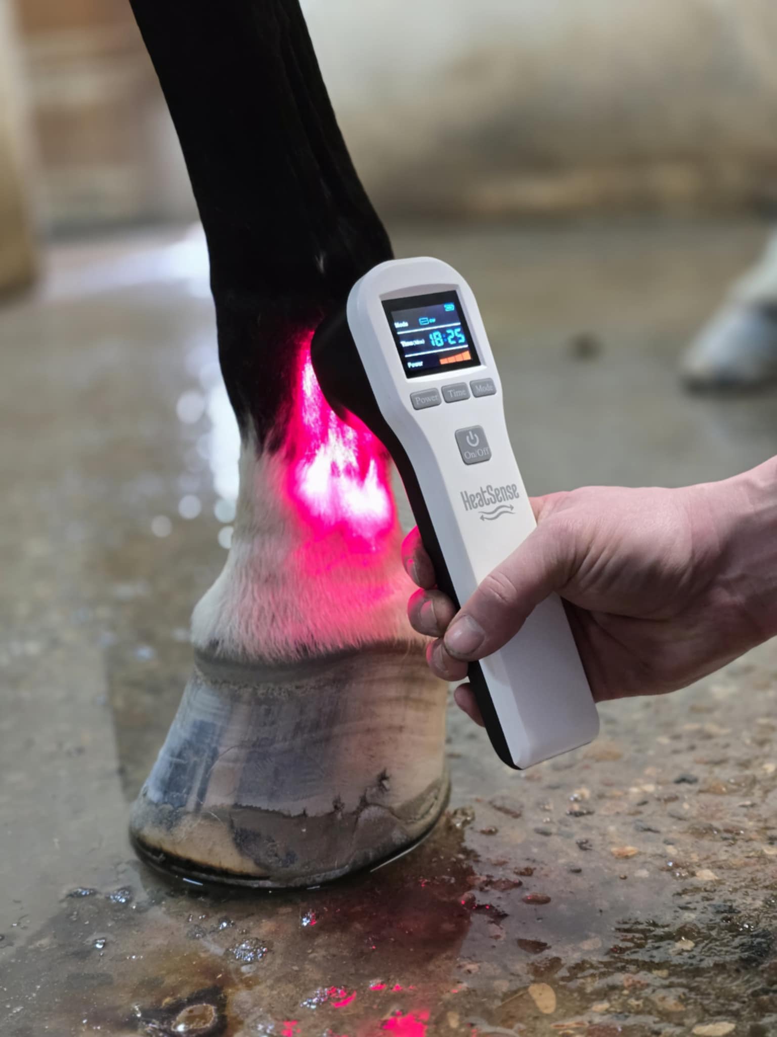 laser s 2 for horse's leg