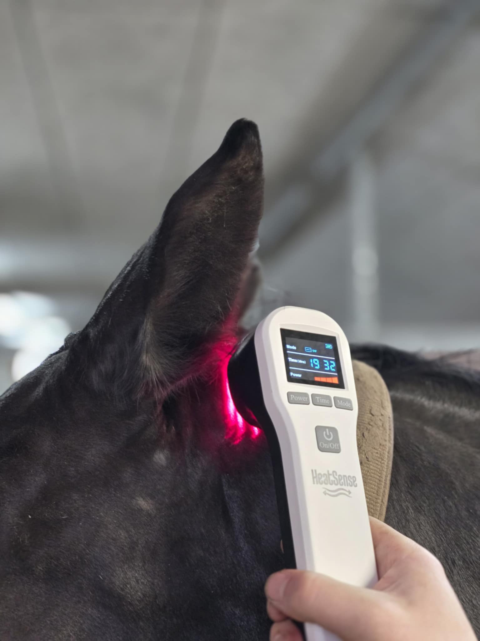 laser s 2 for horse